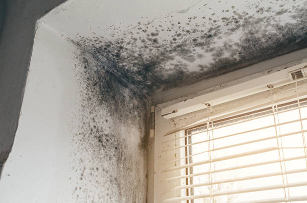 Affordable Mold Cleanup solutions in Hamburg, PA